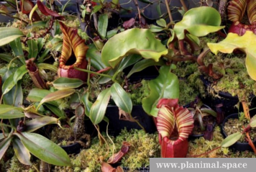 食虫植物种植指南 食虫植物的分类 生态小世界
